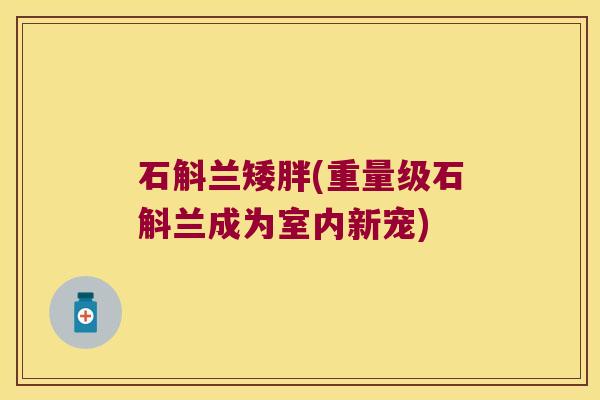 石斛兰矮胖(重量级石斛兰成为室内新宠)