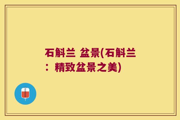 石斛兰 盆景(石斛兰：精致盆景之美)