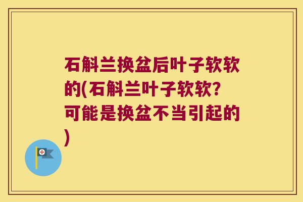 石斛兰换盆后叶子软软的(石斛兰叶子软软？可能是换盆不当引起的)