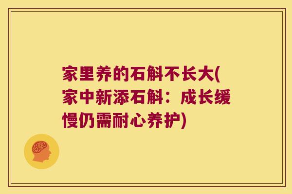 家里养的石斛不长大(家中新添石斛：成长缓慢仍需耐心养护)