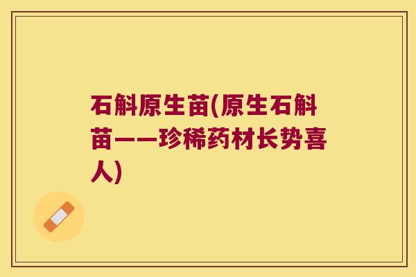 石斛原生苗(原生石斛苗——珍稀药材长势喜人)