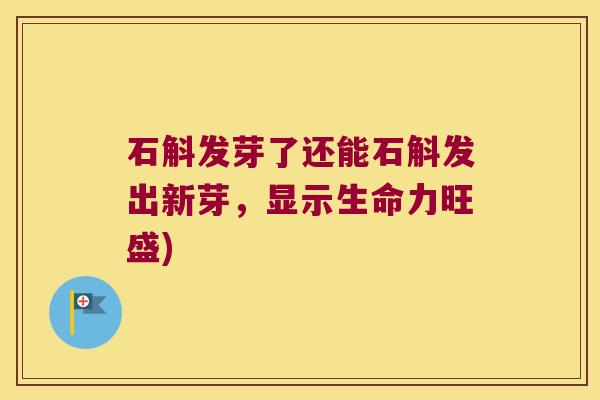 石斛发芽了还能石斛发出新芽，显示生命力旺盛)