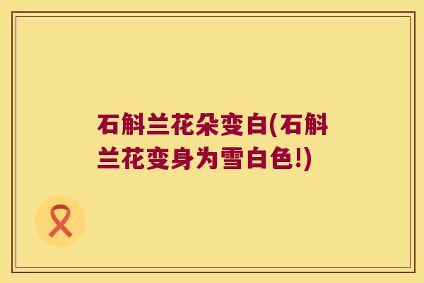 石斛兰花朵变白(石斛兰花变身为雪白色!) 石斛兰花朵变白(石斛兰花变身为雪白色!)
