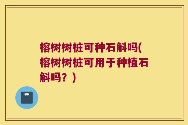 榕树树桩可种石斛吗(榕树树桩可用于种植石斛吗？)