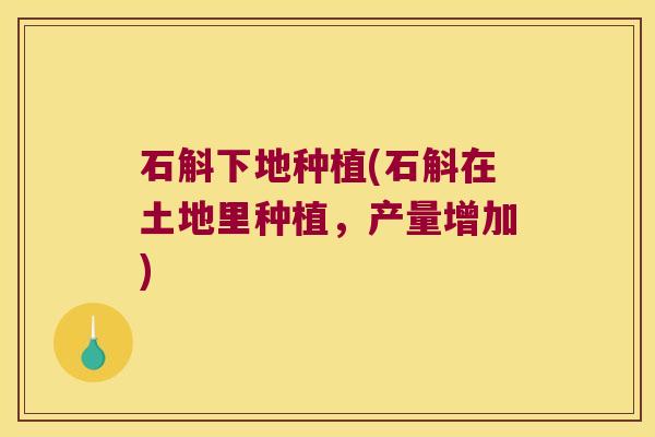 石斛下地种植(石斛在土地里种植，产量增加)