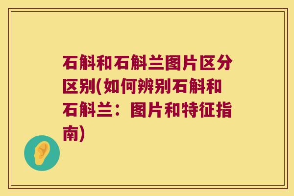 石斛和石斛兰图片区分区别(如何辨别石斛和石斛兰：图片和特征指南)