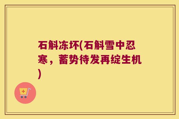 石斛冻坏(石斛雪中忍寒，蓄势待发再绽生机)