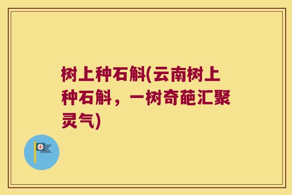 树上种石斛(云南树上种石斛，一树奇葩汇聚灵气)