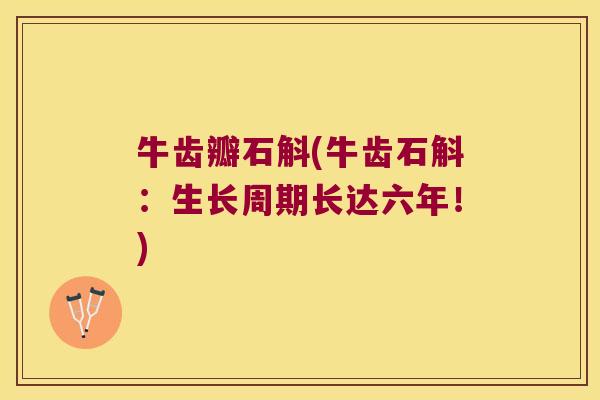 牛齿瓣石斛(牛齿石斛：生长周期长达六年！)