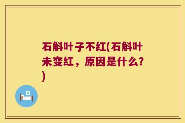 石斛叶子不红(石斛叶未变红,原因是什么?) 石斛叶子不红(石斛叶未变红,原因是什么?)