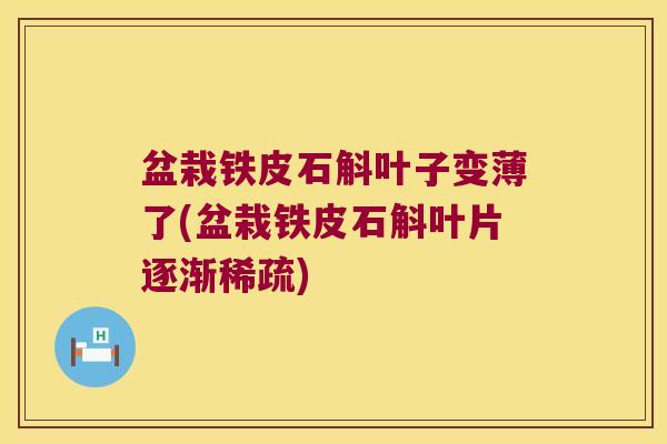 盆栽铁皮石斛叶子变薄了(盆栽铁皮石斛叶片逐渐稀疏)