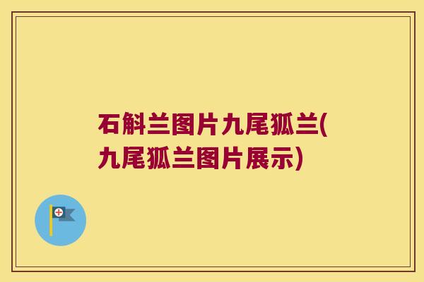 石斛兰图片九尾狐兰(九尾狐兰图片展示)