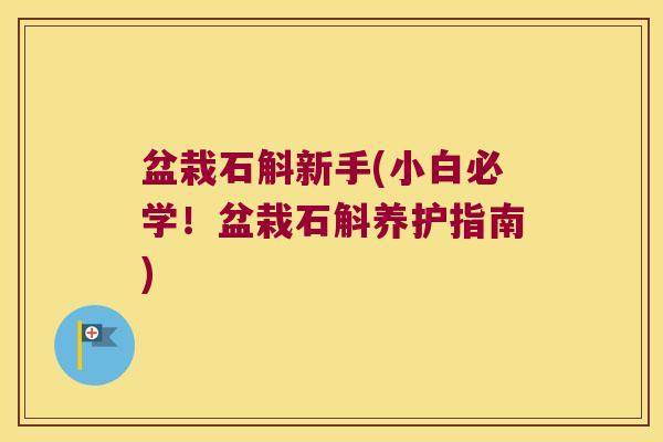 盆栽石斛新手(小白必学！盆栽石斛养护指南)