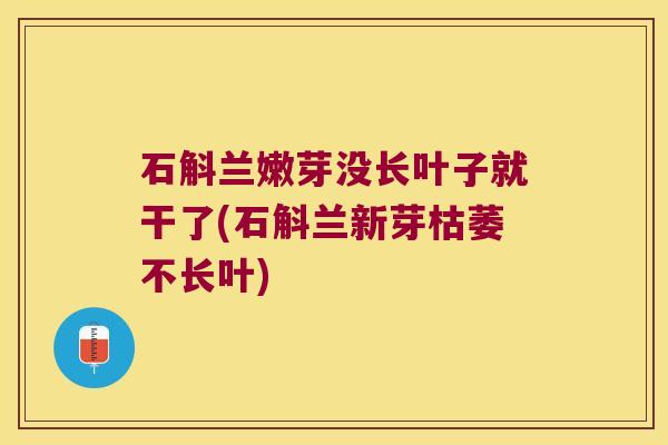 石斛兰嫩芽没长叶子就干了(石斛兰新芽枯萎不长叶)