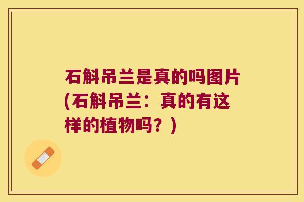 石斛吊兰是真的吗图片(石斛吊兰：真的有这样的植物吗？)