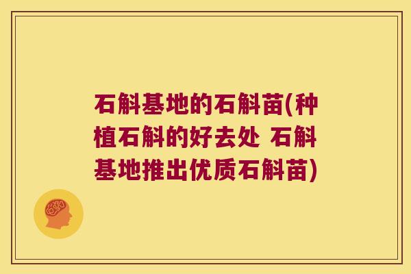 石斛基地的石斛苗(种植石斛的好去处 石斛基地推出优质石斛苗)