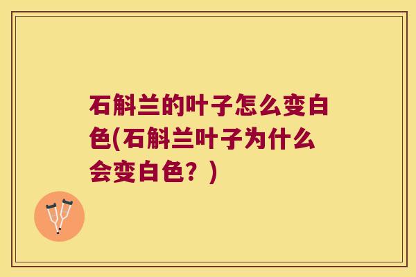 石斛兰的叶子怎么变白色(石斛兰叶子为什么会变白色？)