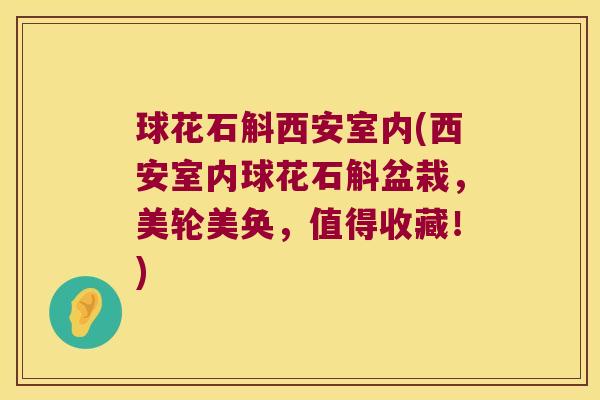 球花石斛西安室内(西安室内球花石斛盆栽，美轮美奂，值得收藏！)