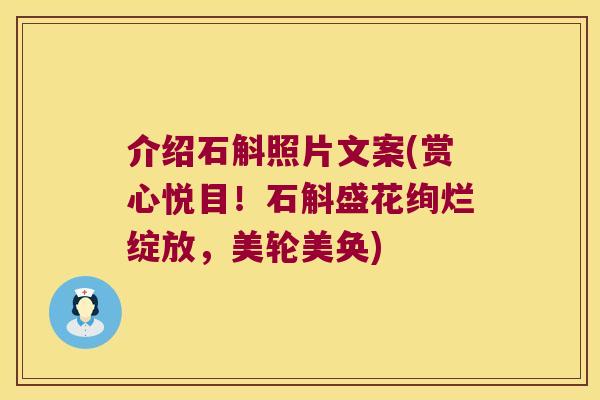 介绍石斛照片文案(赏心悦目！石斛盛花绚烂绽放，美轮美奂)
