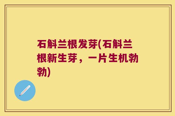 石斛兰根发芽(石斛兰根新生芽，一片生机勃勃)