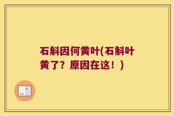 石斛因何黄叶(石斛叶黄了？原因在这！)