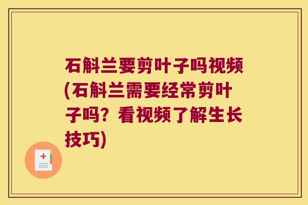 石斛兰要剪叶子吗视频(石斛兰需要经常剪叶子吗?看视频了解生长技巧) 石斛兰要剪叶子吗视频(石斛兰需要经常剪叶子吗?看视频了解生长技巧)