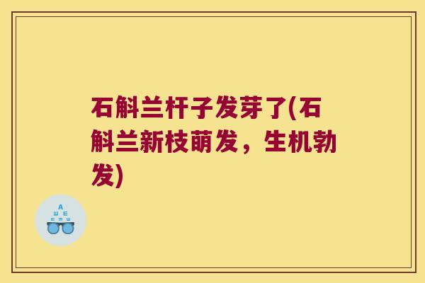 石斛兰杆子发芽了(石斛兰新枝萌发，生机勃发)