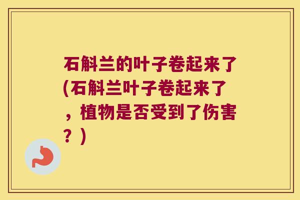 石斛兰的叶子卷起来了(石斛兰叶子卷起来了，植物是否受到了伤害？)